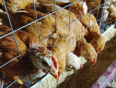 Продаются домашние цеплята 