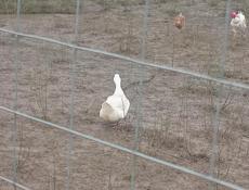 Утки несутся