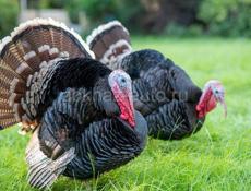 Продаются индюки, индюшки