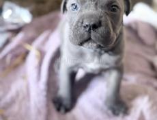 ЩЕНКИ КАНЕ КОРСО 