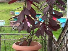 Комнатный цветок Молочай 