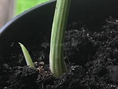 Монстера Альба Вариегатная