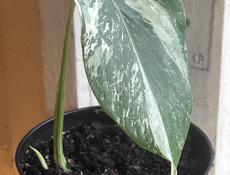 Монстера Альба Вариегатная