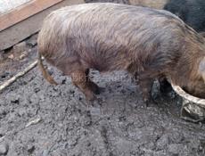 Продаю свинью зовут Анзор