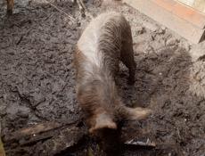 Продаю свинью зовут Анзор