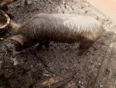 Продаю свинью зовут Анзор 