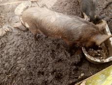 Продаю свинью зовут Анзор