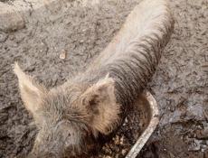 Продаю свинью зовут Анзор