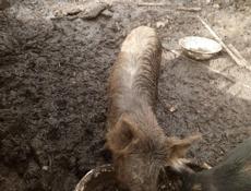 Продаю свинью зовут Анзор