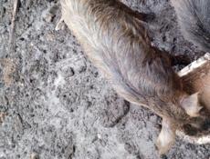 Продаю свинью зовут Анзор