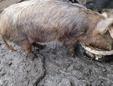 Продаю свинью зовут Анзор