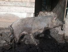 Продаю свинью зовут Анзор