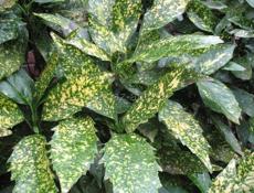 Цветы как на фото 