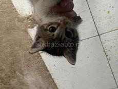 Кот возьми пожалуйста