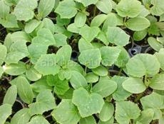 Продам россады