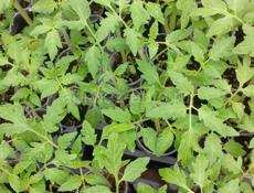 Продам россады