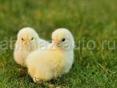 Продаются цыплята 🐤