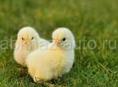 Продаются цыплята 🐤