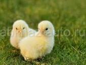 Продаются цыплята 🐤