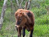 Продаётся тёлка