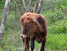 Продаётся тёлка