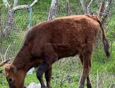 Продаётся тёлка