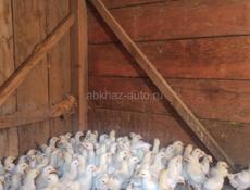 Продаю 3-х недельых цыплят петушков 