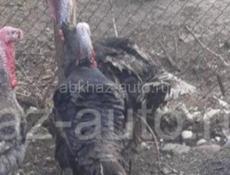 Идюшка и 20 яиц