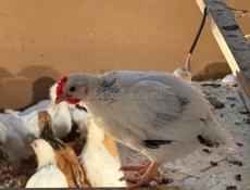 цыплята месячные, цеплята, циплята