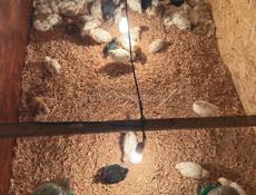 цыплята месячные, цеплята, циплята