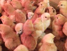 Цыплята Ред Бро