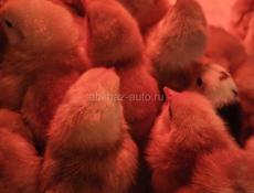 Цыплята Ред Бро