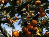 Продается участок с мандариновым садом