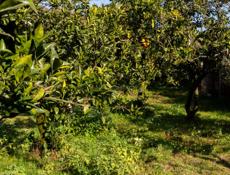 Продается участок с мандариновым садом