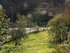 Продается участок с мандариновым садом