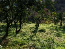 Продается участок с мандариновым садом