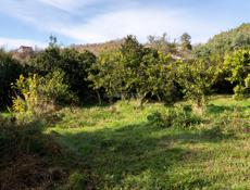 Продается участок с мандариновым садом