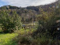 Продается участок с мандариновым садом