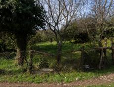 Продается участок с мандариновым садом