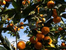 Продается участок с мандариновым садом