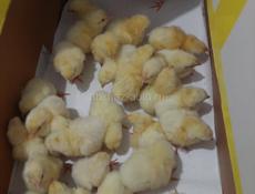 Продаются циплята мясного броллера