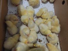 Продаются циплята мясного броллера