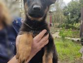 Немецкая овчарка