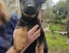 Немецкая овчарка