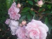 Роза плетистая