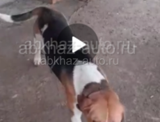 Пропала сичка