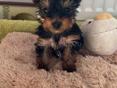 Щенки йоркширского триера 