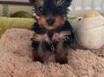 Щенки йоркширского триера 