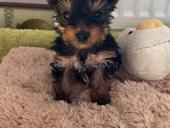 Щенки йоркширского триера 