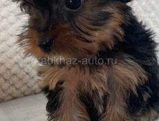 Щенки йоркширского триера 